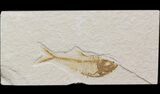 Bargain Diplomystus Fossil Fish - Wyoming #41130-1